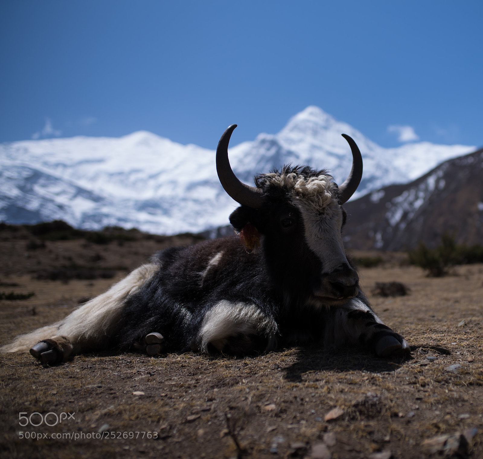Pentax K-1 sample photo. Yak in nepal photography