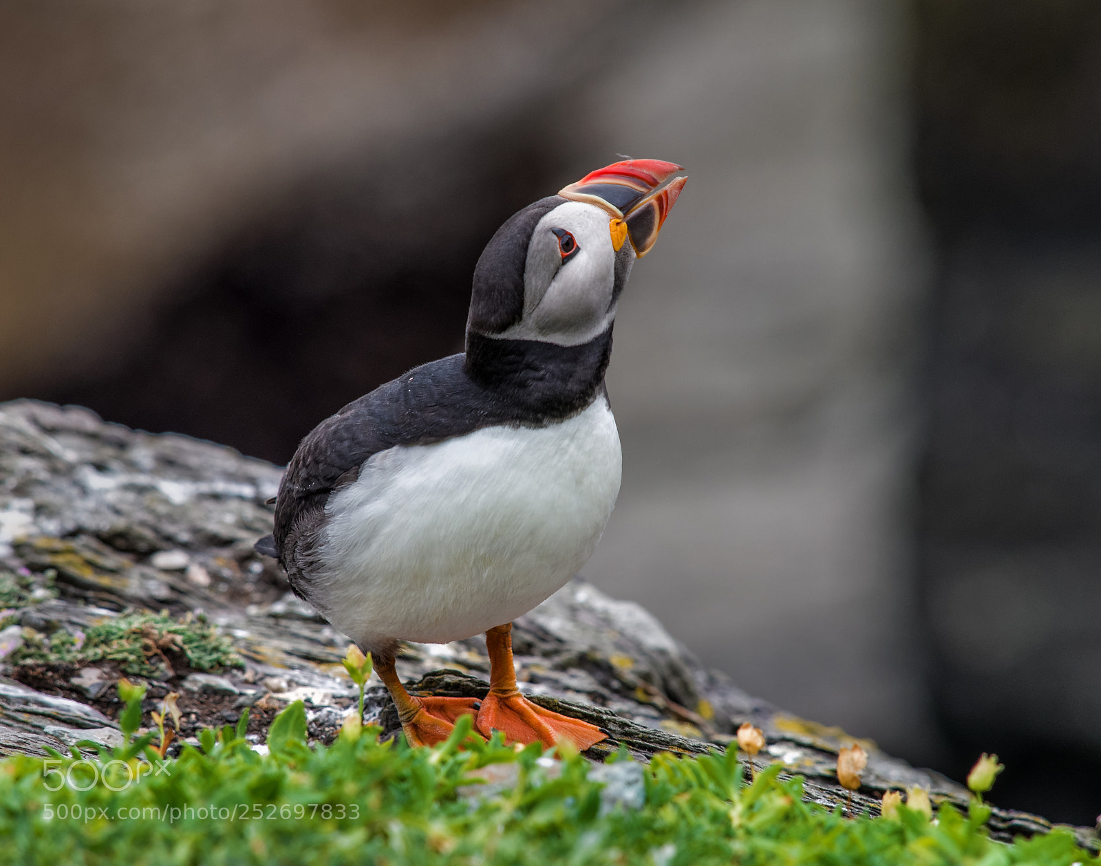 Olympus OM-D E-M1 sample photo. Puffin on the rocks photography