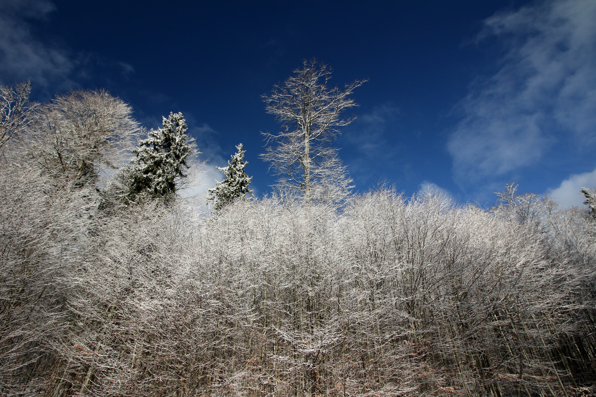 Canon EOS 750D (EOS Rebel T6i / EOS Kiss X8i) sample photo. Forest photography