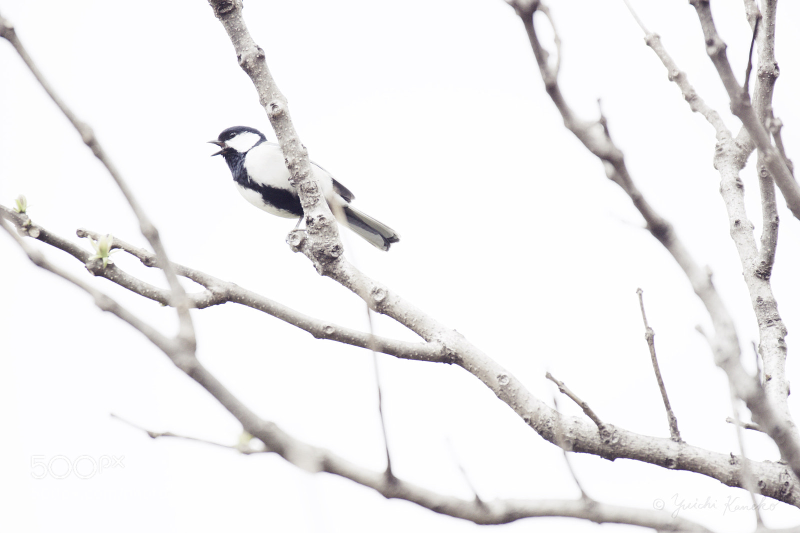 Sony a6000 sample photo. A roar of parus photography