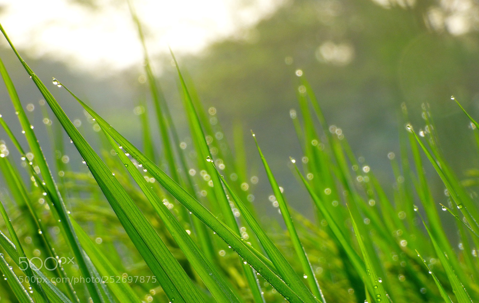 Panasonic Lumix DMC-FZ70 sample photo. Dew drop photography
