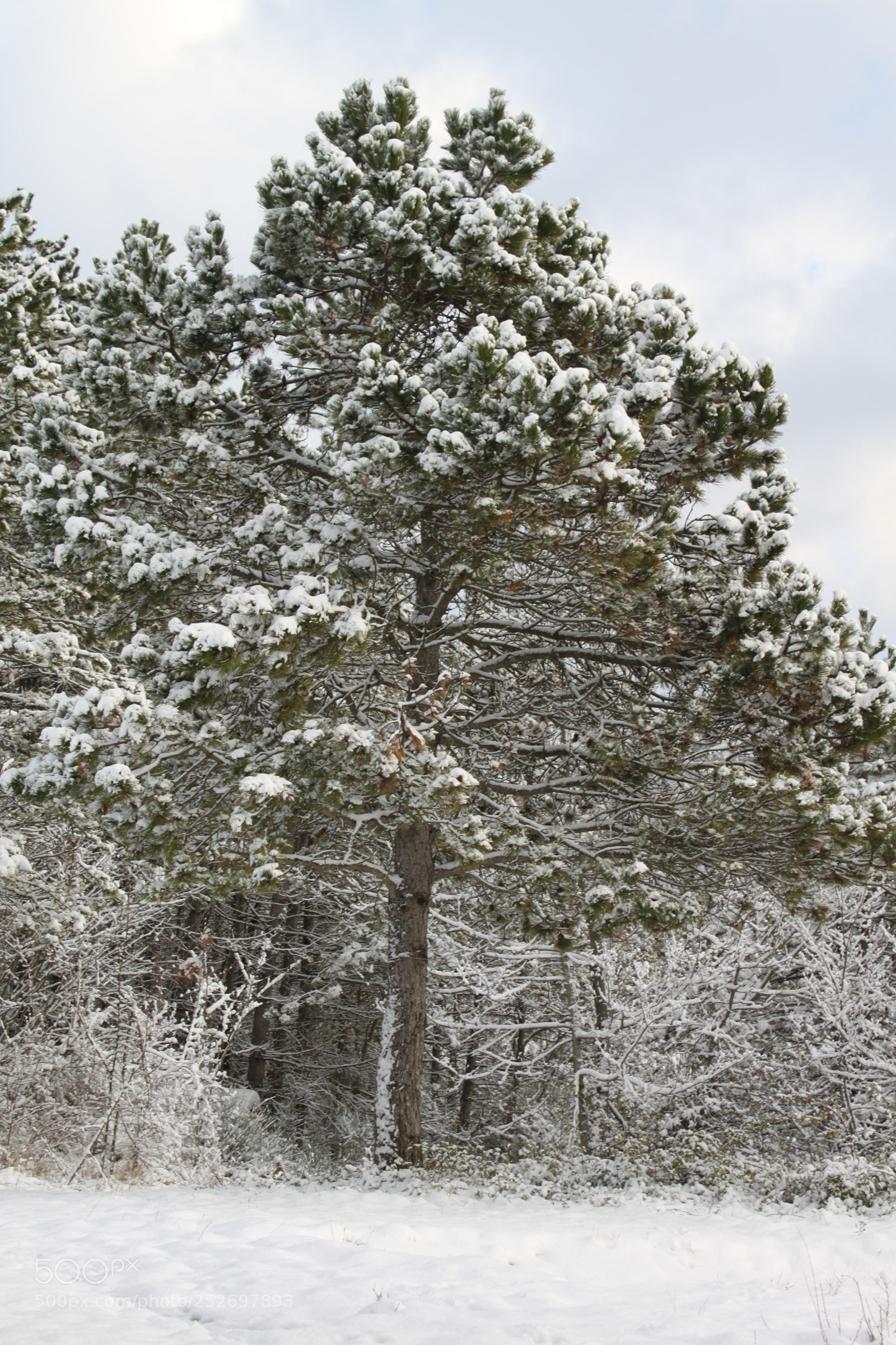 Canon EF-S 18-55mm F3.5-5.6 IS sample photo. Winter wonderland photography