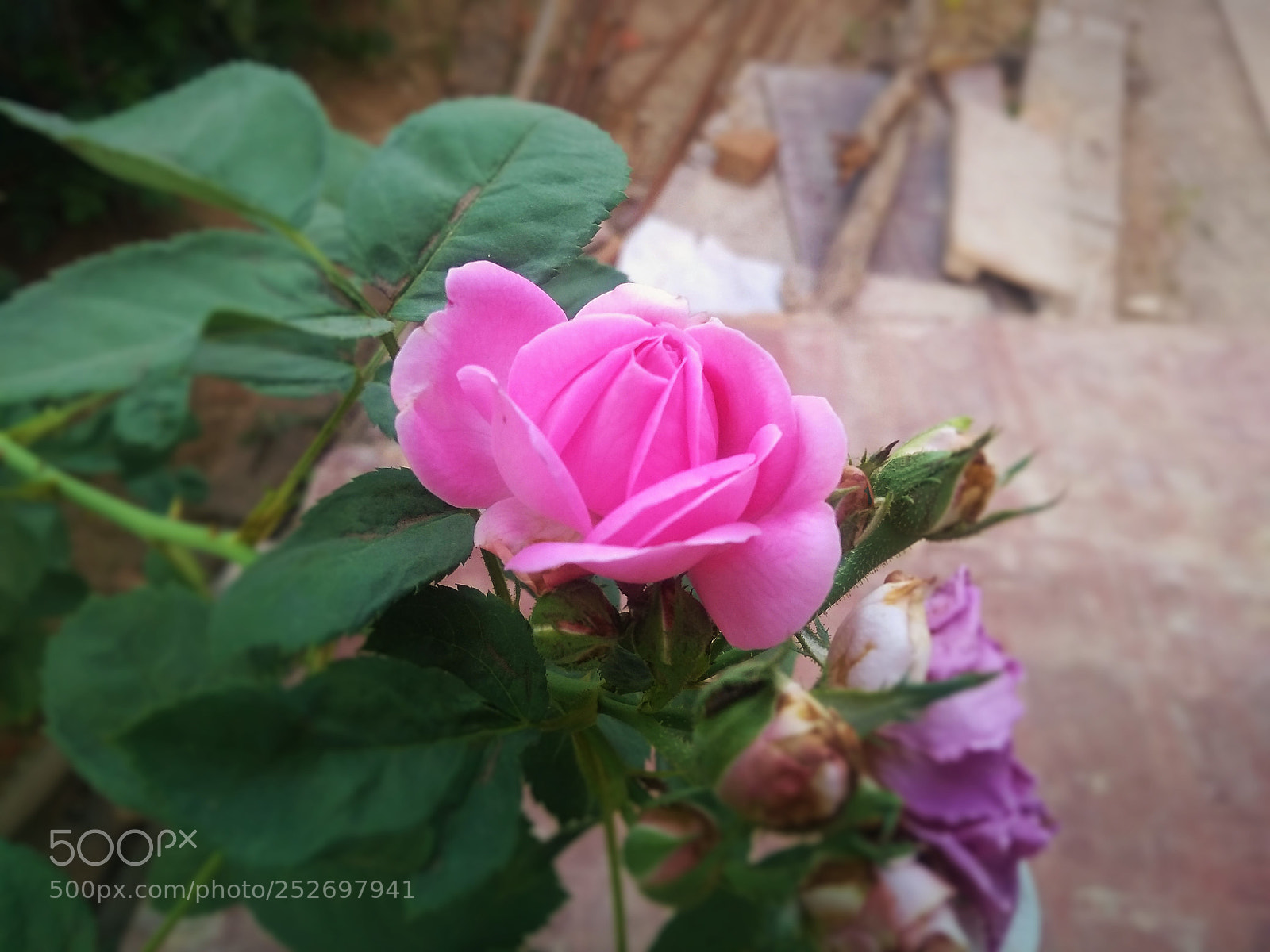 Motorola Moto G (5S) Plus sample photo. Pink rose flower photography