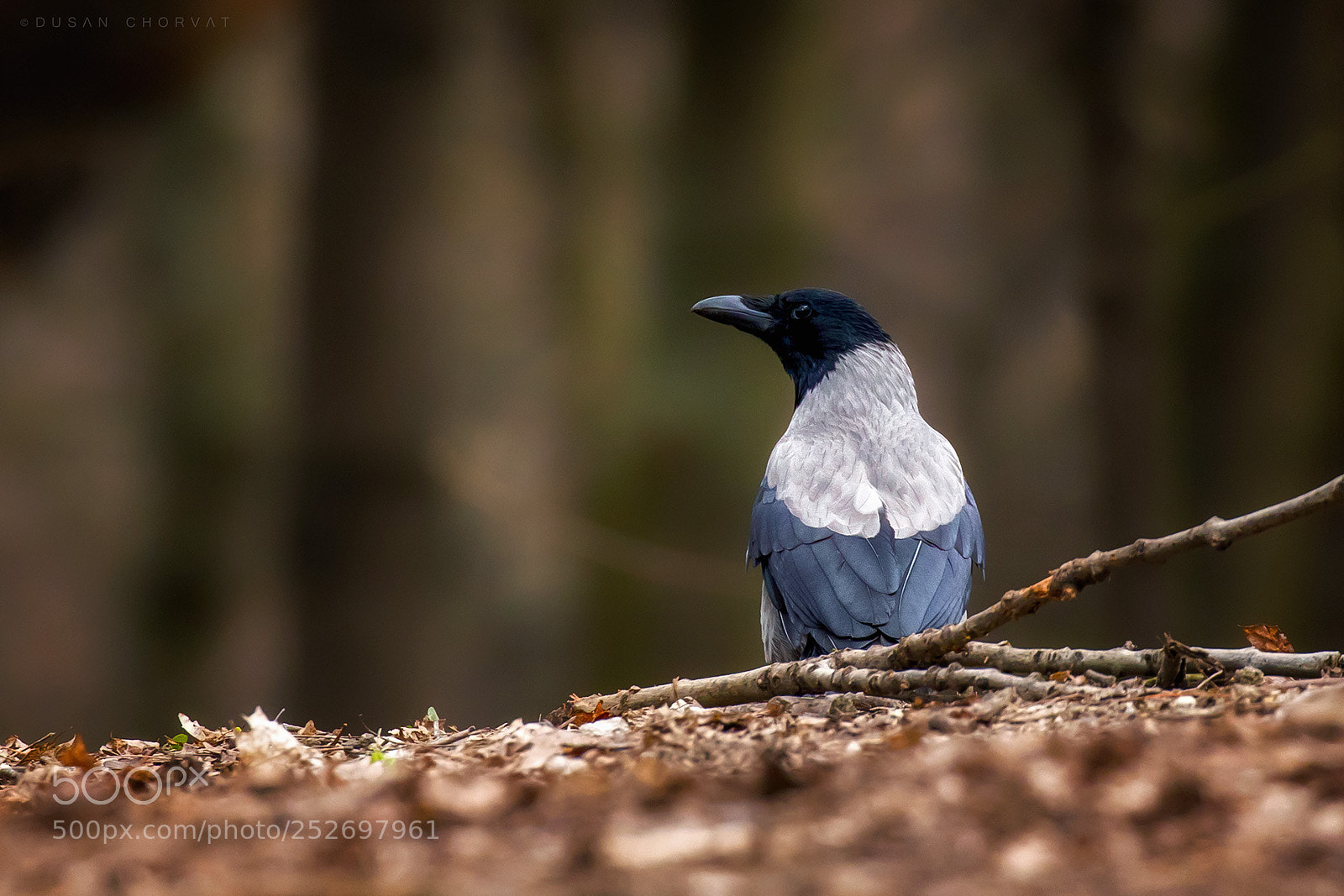 Canon EOS 7D Mark II sample photo. Crow photography