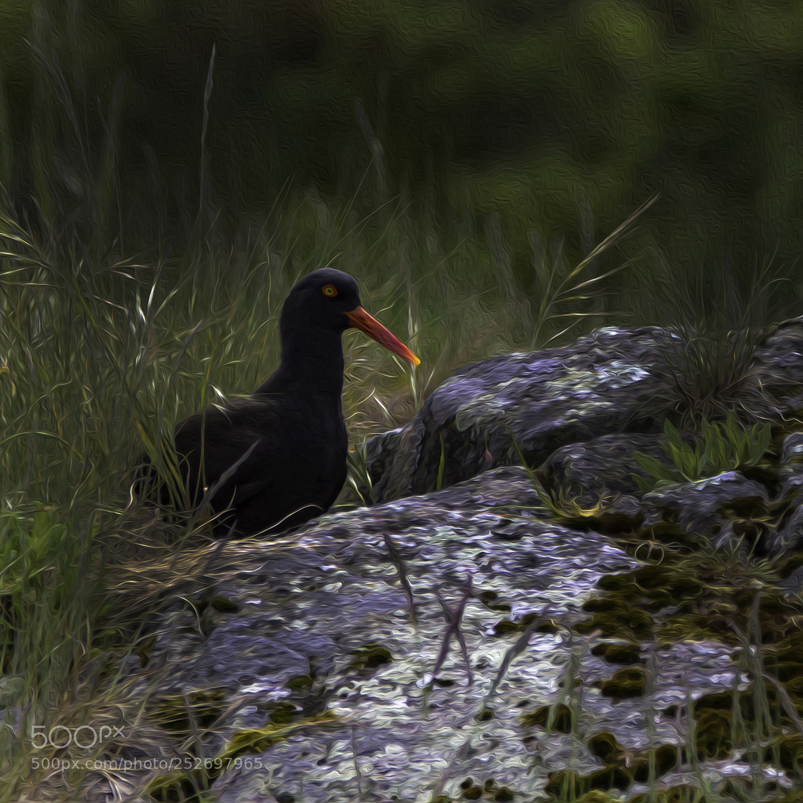 Canon EOS 7D sample photo. Black oystercatcher photography