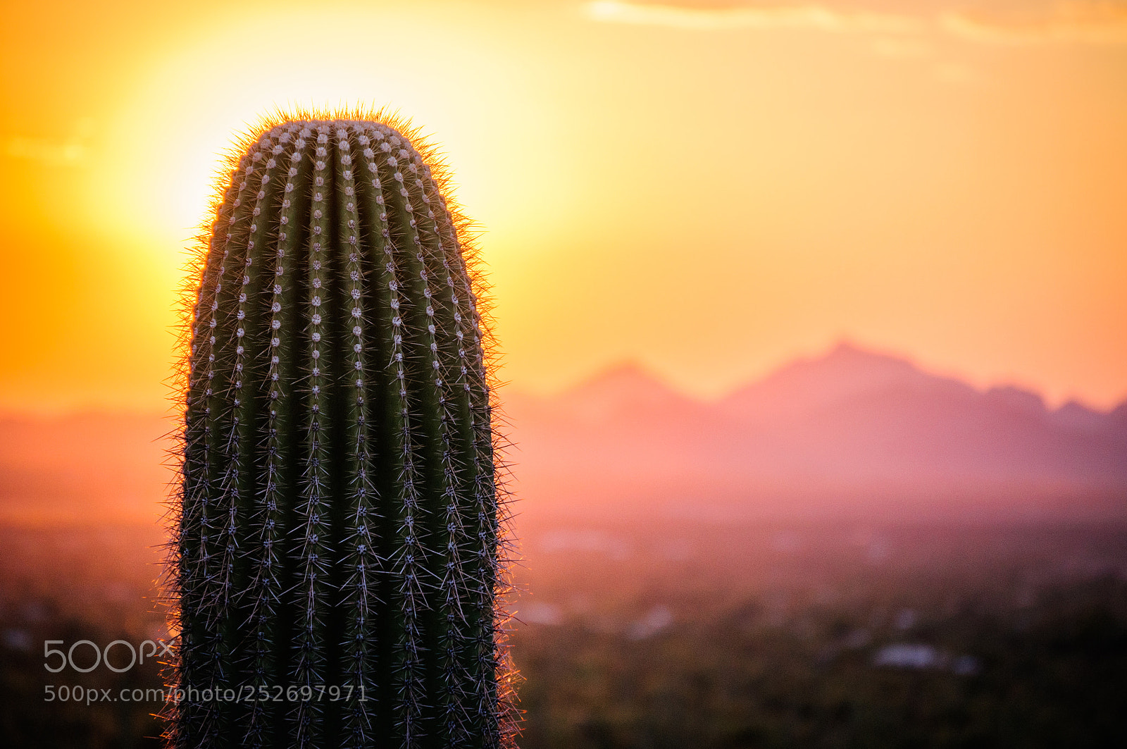 Nikon D90 sample photo. Saguaro tree and mountains photography
