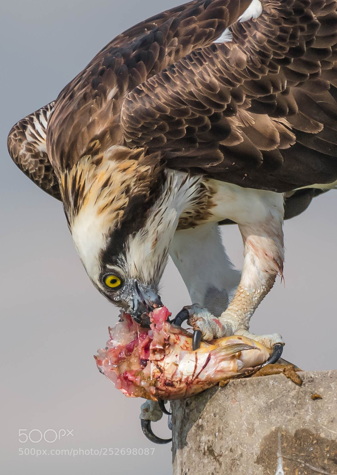 Nikon D850 sample photo. The ultimate fisherman photography