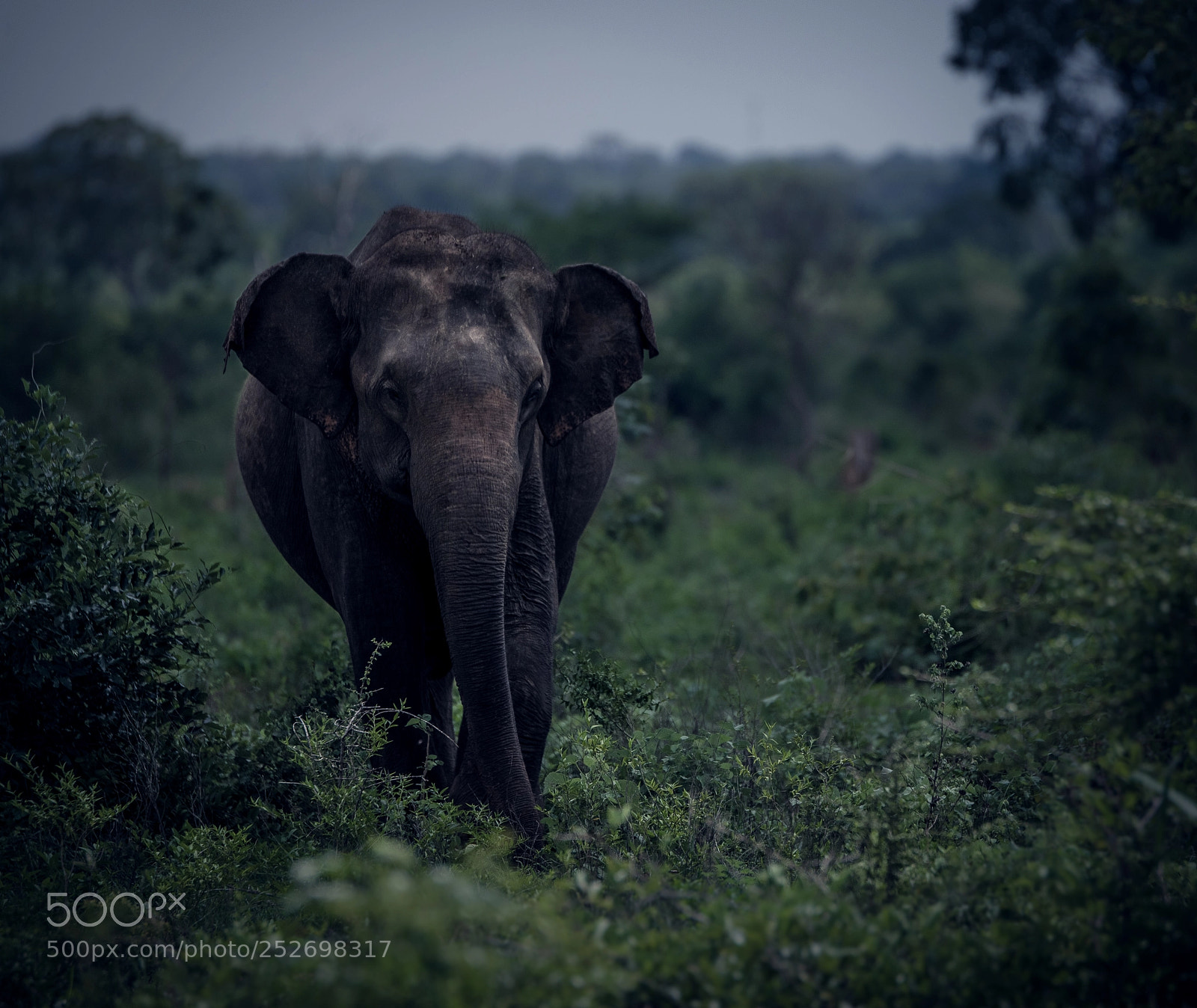 Pentax K-1 sample photo. Elephant in  udawalawe photography