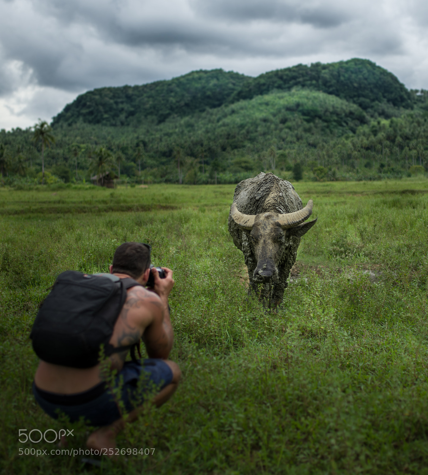 Pentax K-1 sample photo. Water buffalo in philippines photography