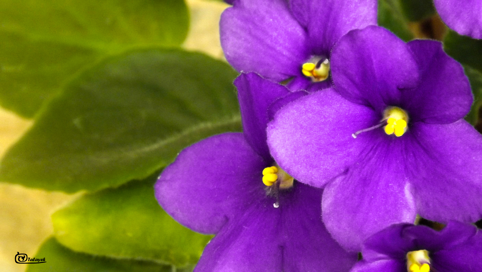 FujiFilm FinePix S4000 (FinePix S4050) sample photo. African violets photography