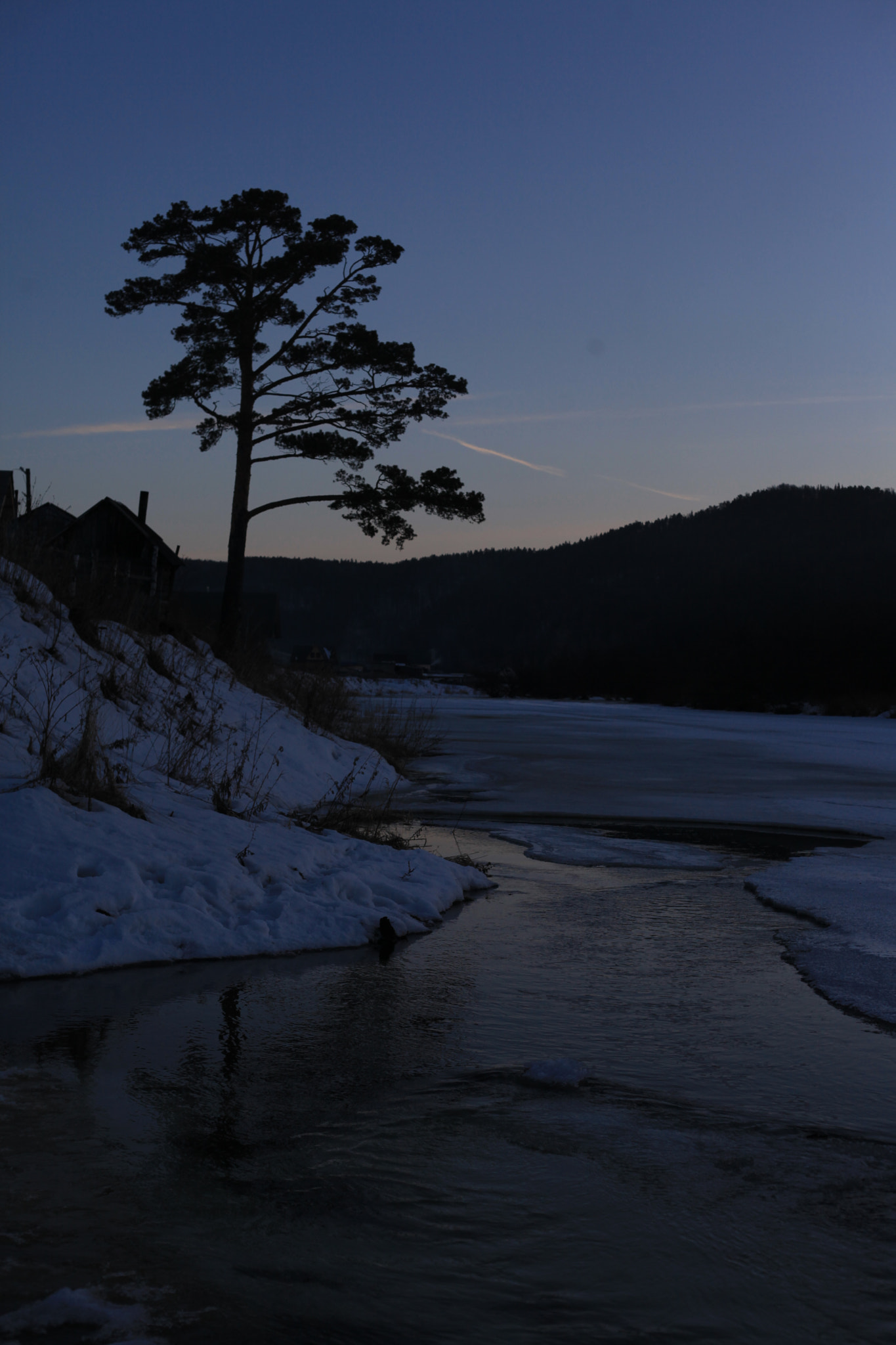 Canon EF 50mm F1.8 II sample photo. Pine tree ashore, ay river photography