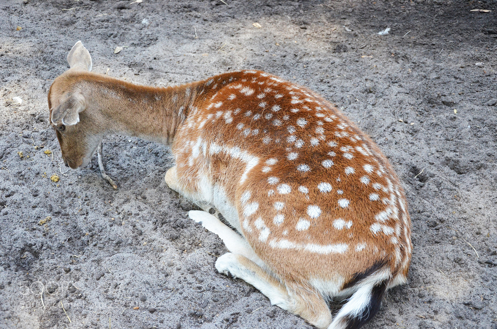 Nikon D7000 sample photo. Sweet innocence ! photography
