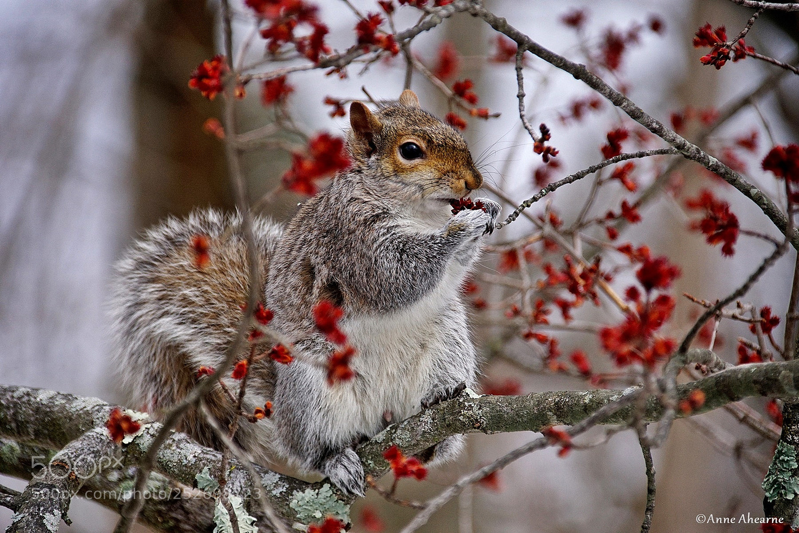 Sony ILCA-77M2 sample photo. Gray squirrel snacking on photography