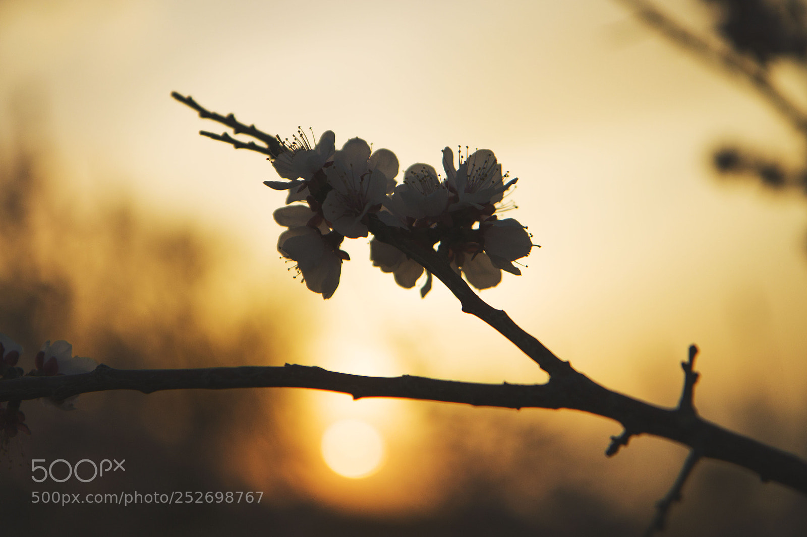 Canon EOS 70D sample photo. Img photography