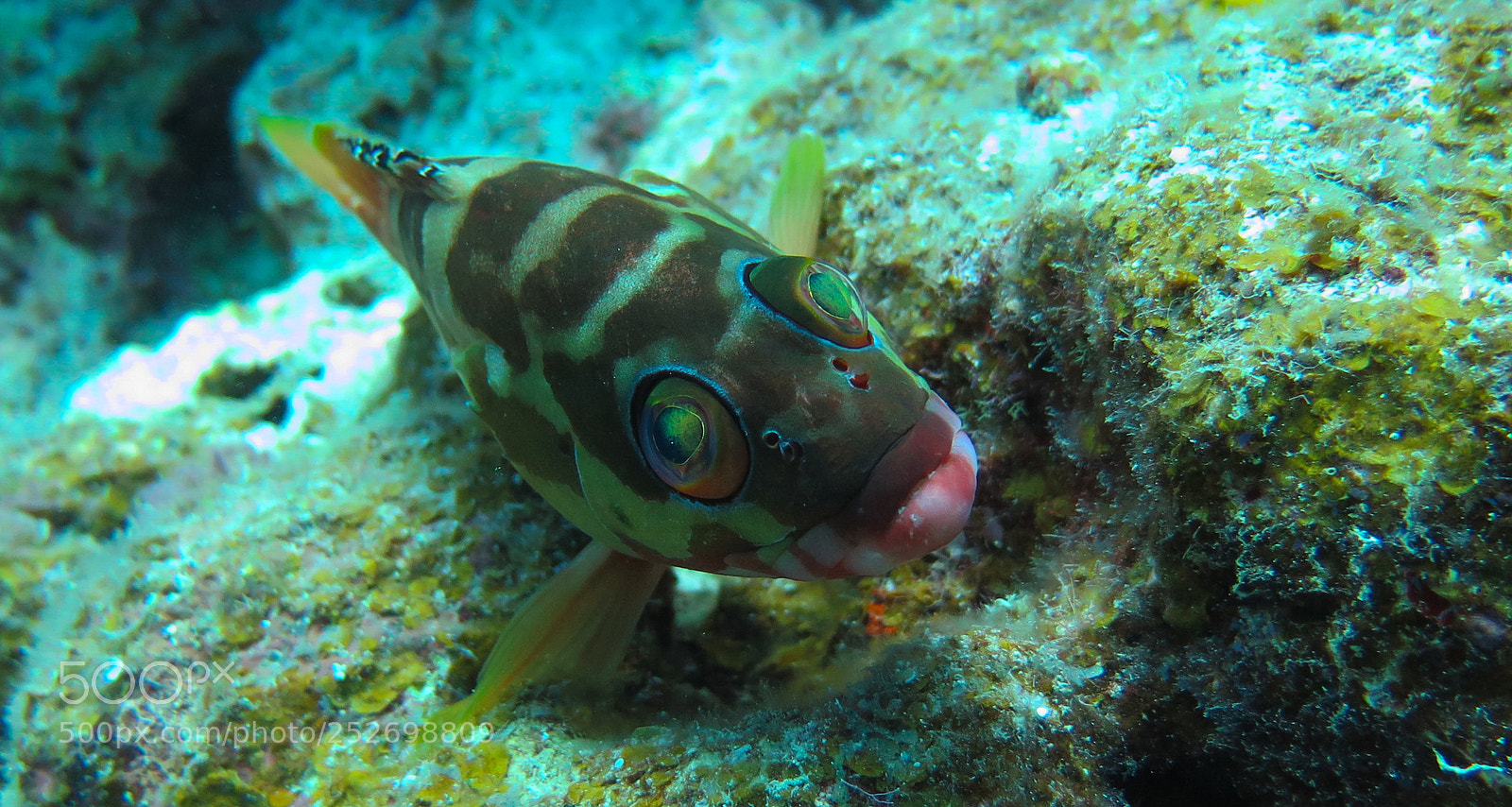 Canon PowerShot G16 sample photo. Blacktip grouper photography