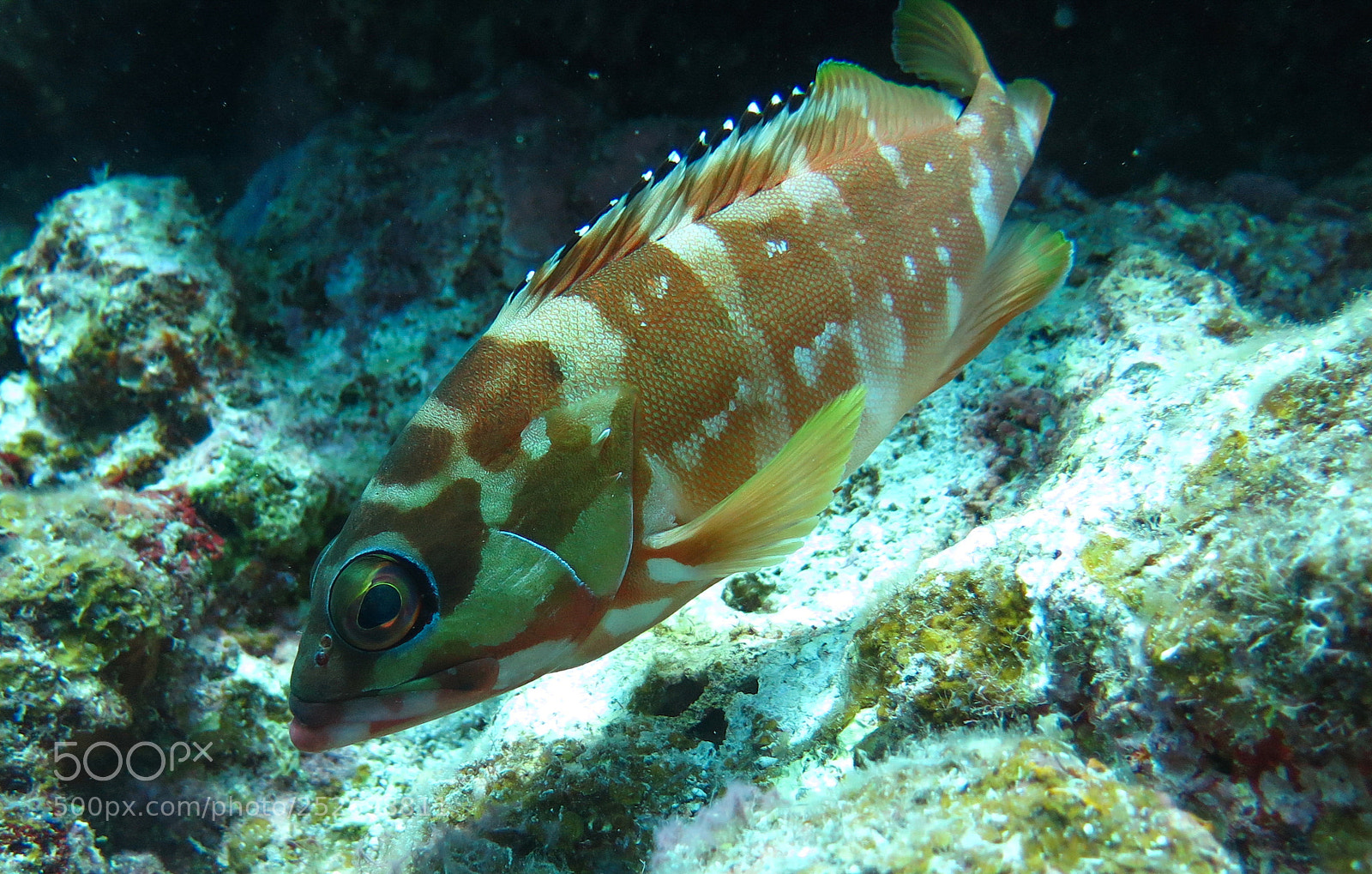 Canon PowerShot G16 sample photo. Blacktip grouper photography