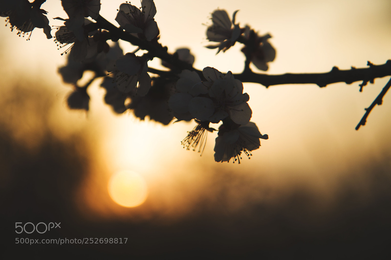 Canon EOS 70D sample photo. Img photography