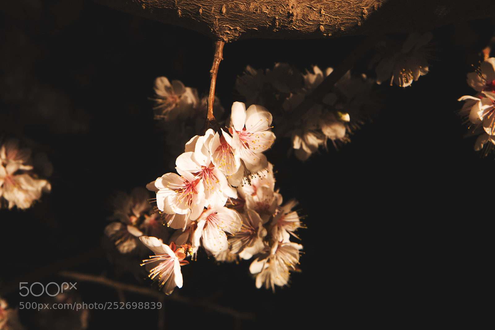 Canon EOS 70D sample photo. Img photography