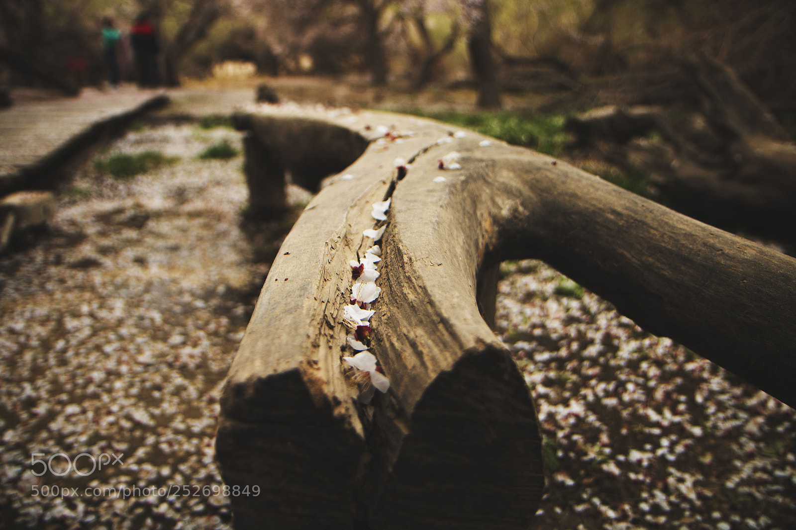Canon EOS 70D sample photo. Img photography