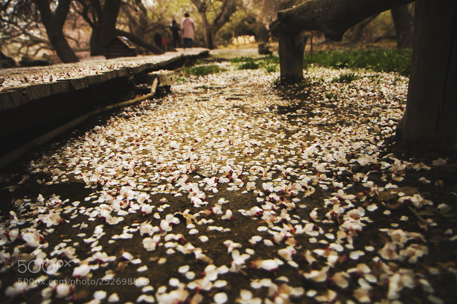 Canon EOS 70D sample photo. Img photography