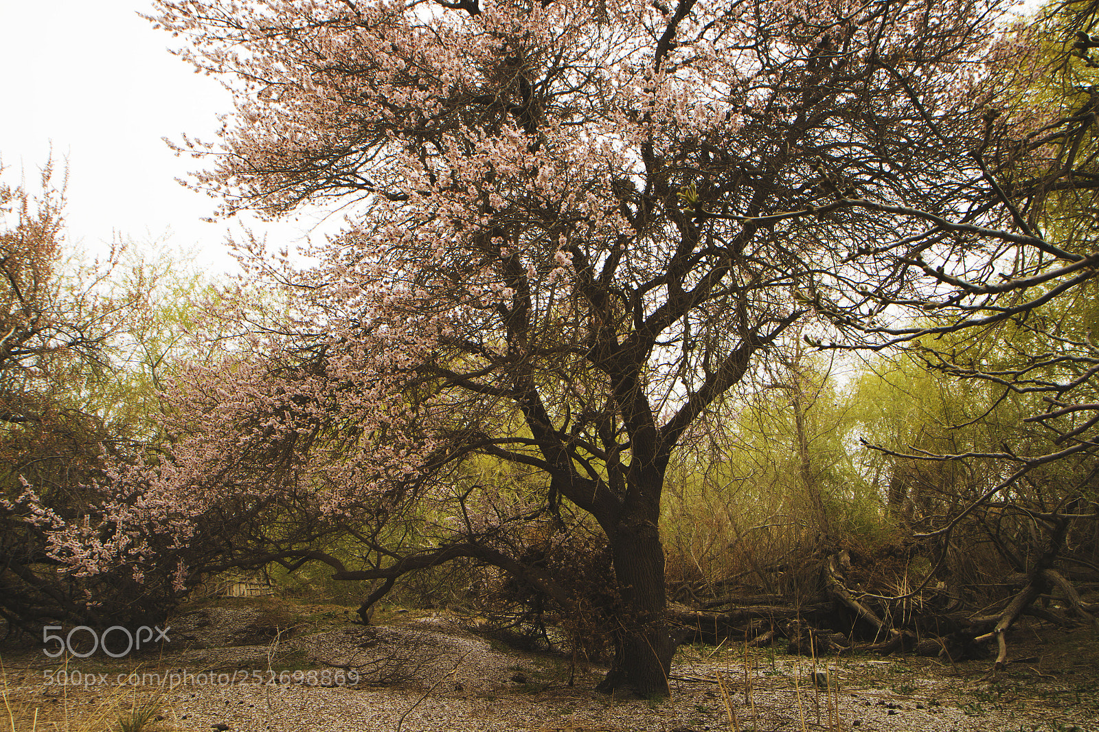 Canon EOS 70D sample photo. Img photography