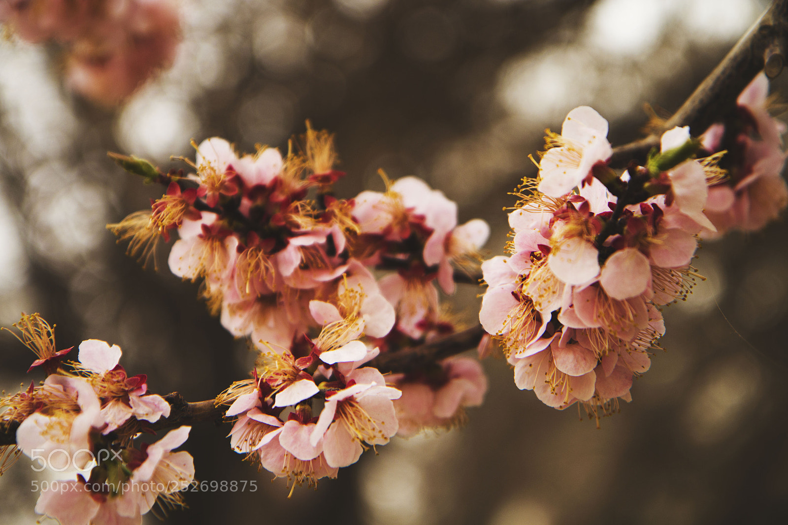 Canon EOS 70D sample photo. Img photography