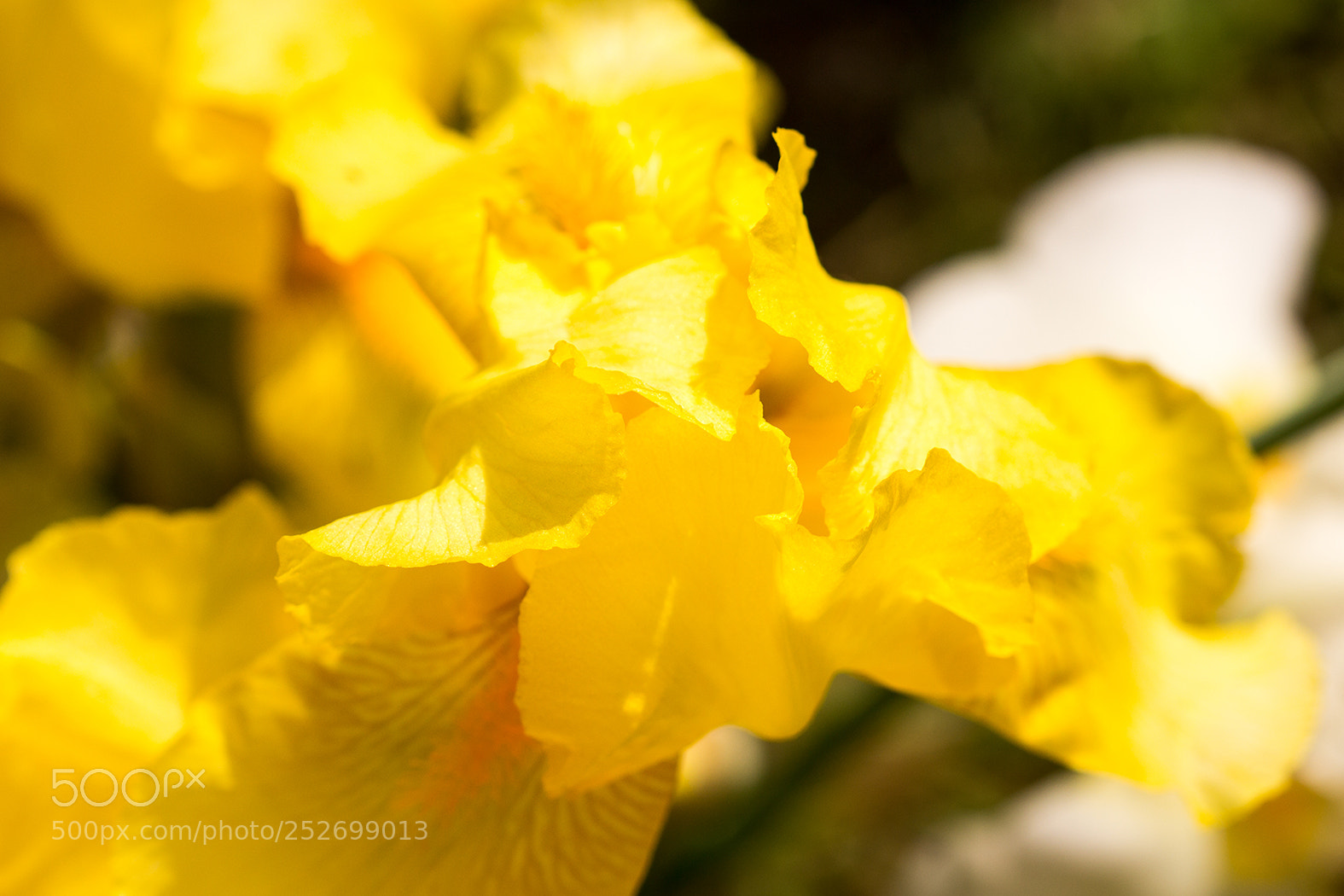 Canon EOS 600D (Rebel EOS T3i / EOS Kiss X5) sample photo. Yellow iris photography