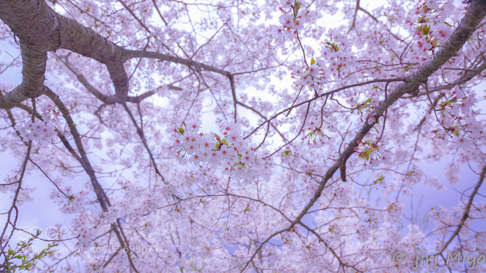 Canon EOS 5D Mark II sample photo. Blooming photography
