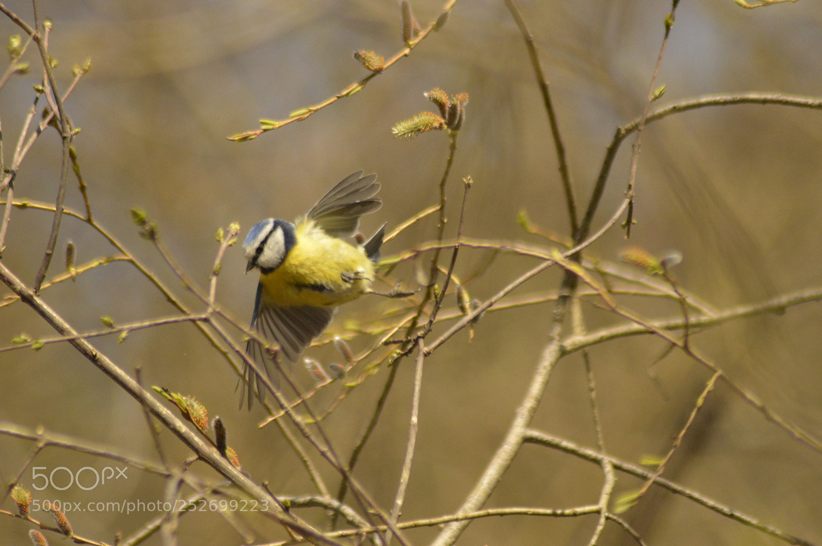Nikon D3200 sample photo. Flying bluetit photography