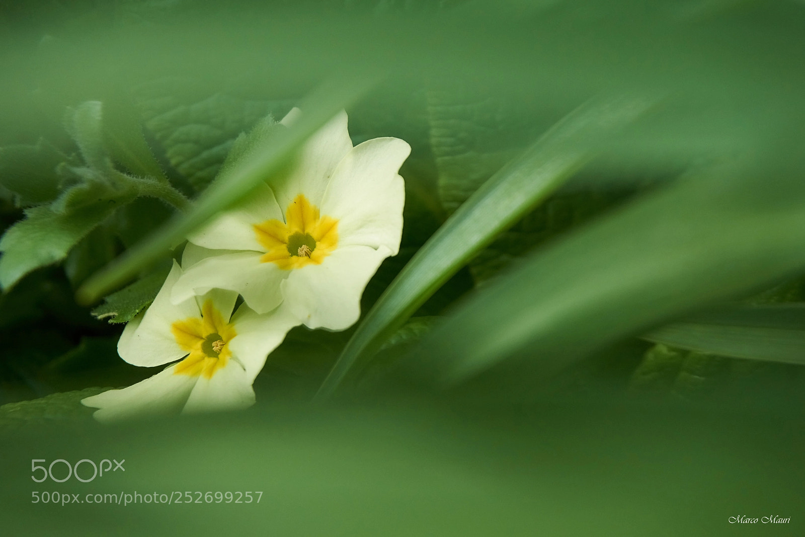 Sony a6000 sample photo. Primula photography