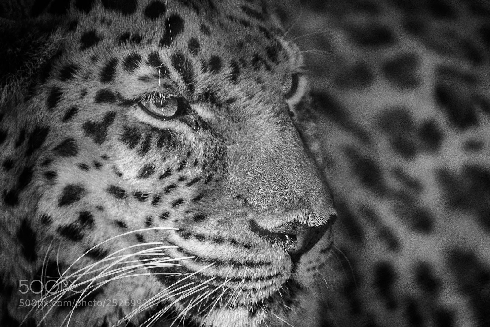 Nikon D750 sample photo. Jaguar photography
