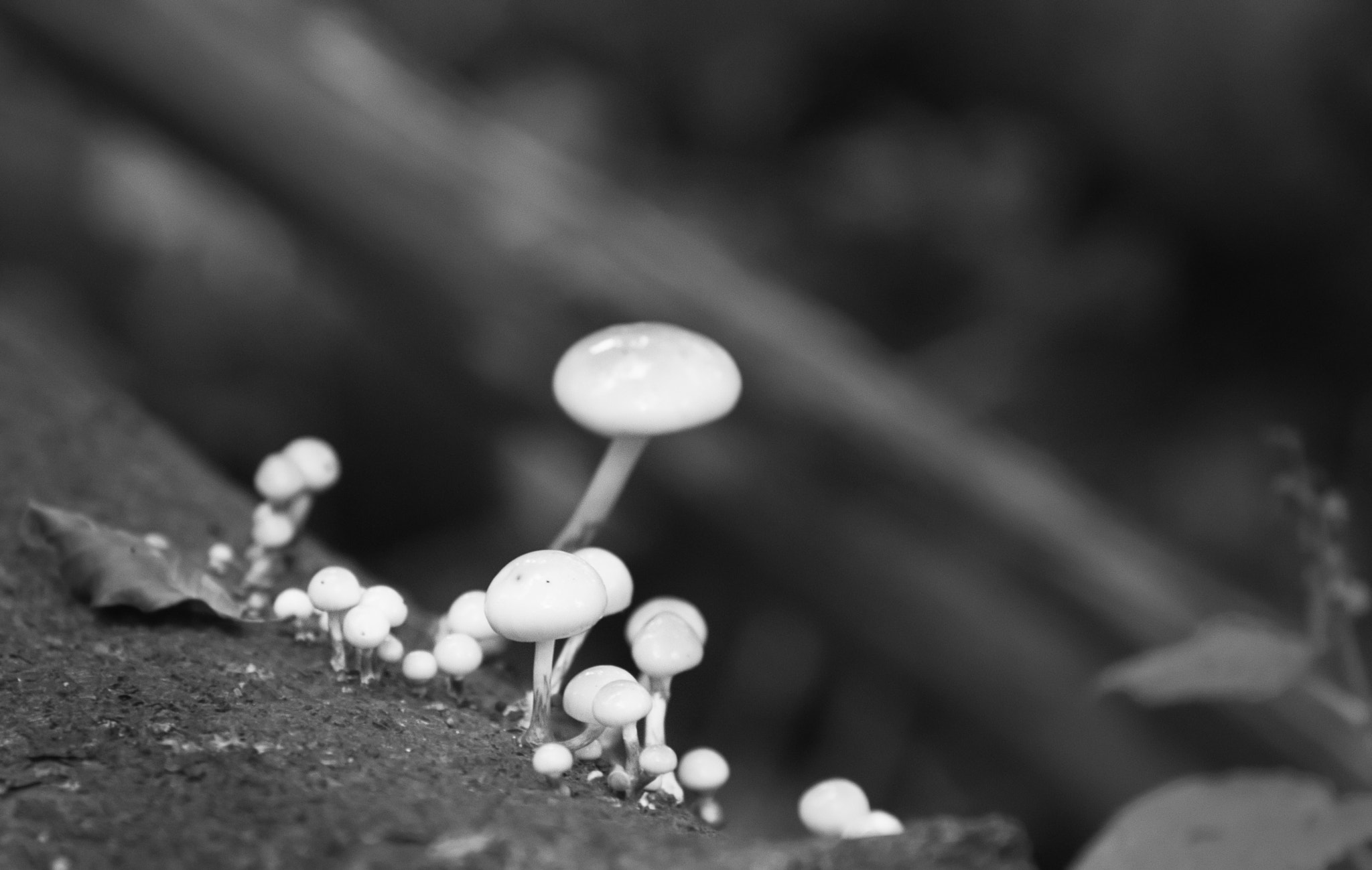 Nikon D90 sample photo. Virgin white decay photography