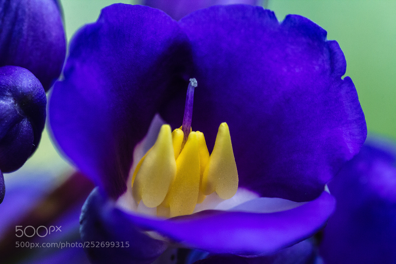 Canon EOS 60D sample photo. Dichorisandra thysiflora photography