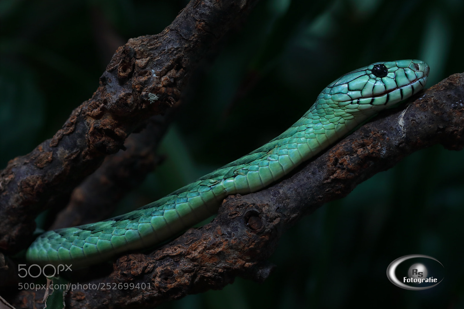 Canon EOS 5D Mark IV sample photo. Green mamba photography