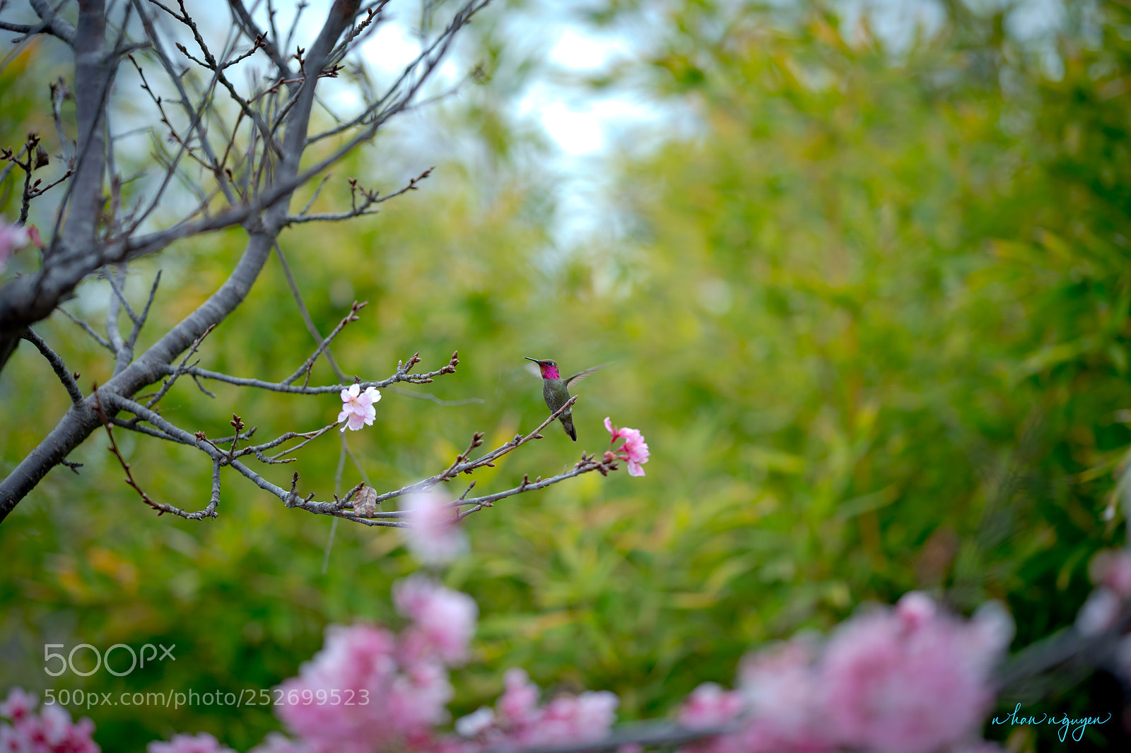 Nikon D850 sample photo. Untitled photography