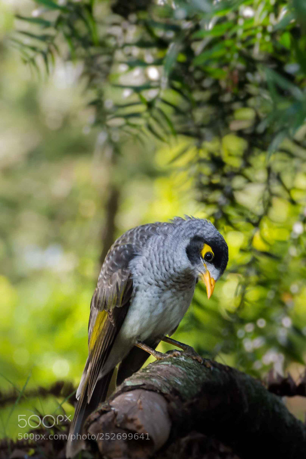 Nikon D7200 sample photo. Uq birds photography