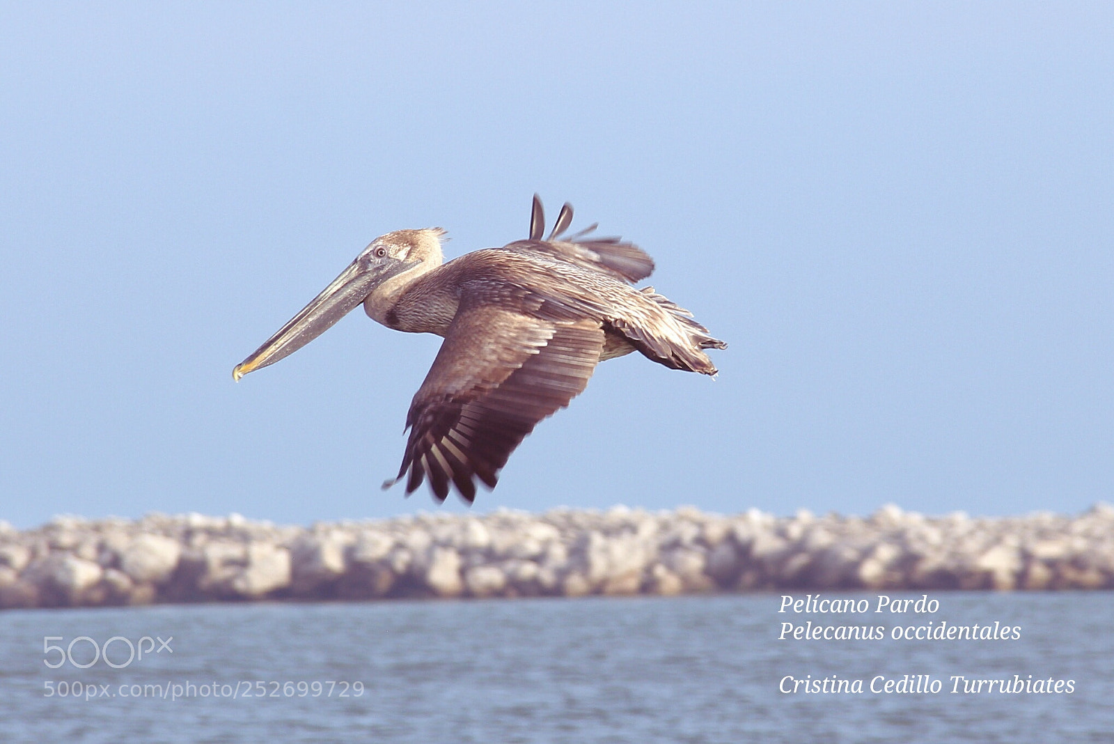 Canon EOS 60D sample photo. Pelicano ,escolleras tampico, tamaulipas photography