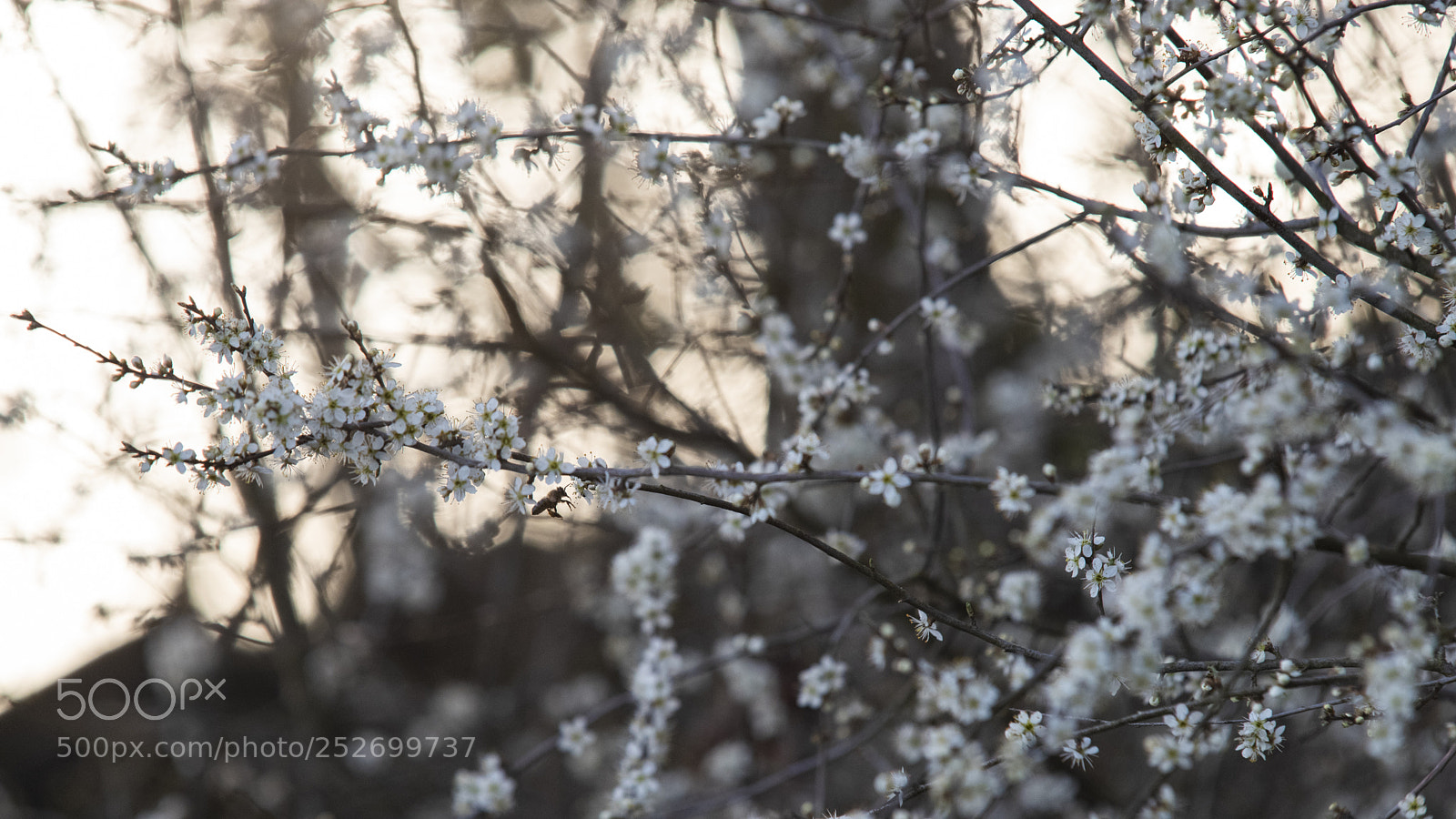 Pentax K-1 sample photo. Spring for everyone photography