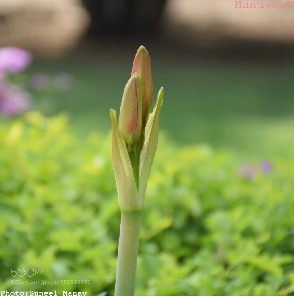 Nikon D5300 sample photo. Untitled photography