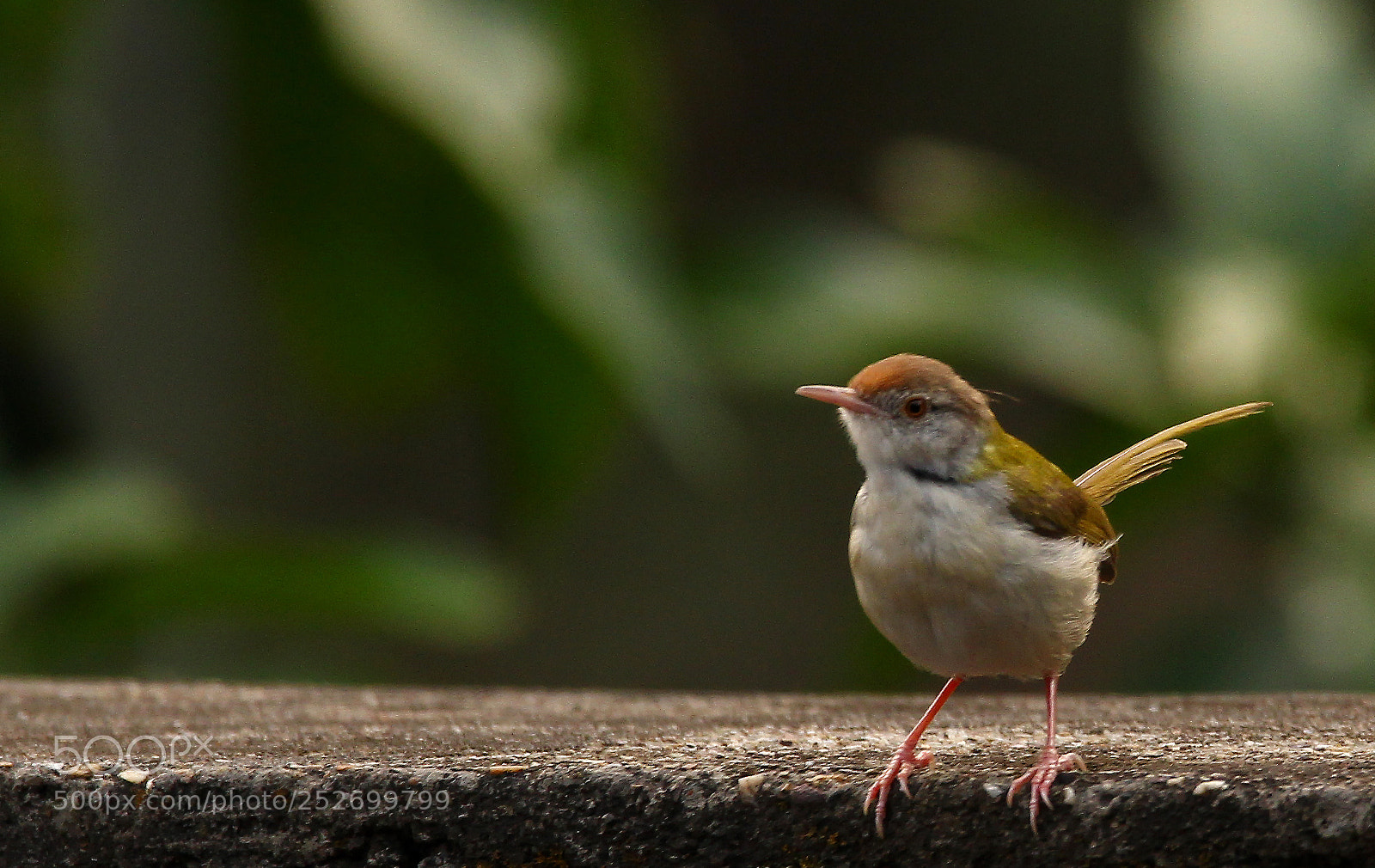 Canon EOS 60D sample photo. Tailor bird photography