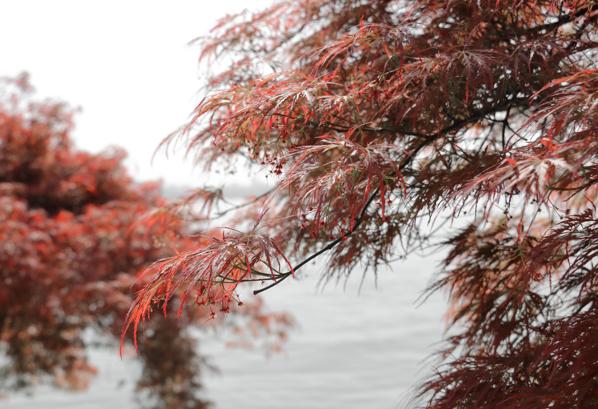 Canon EOS 760D (EOS Rebel T6s / EOS 8000D) sample photo. Maple in spring 1 photography