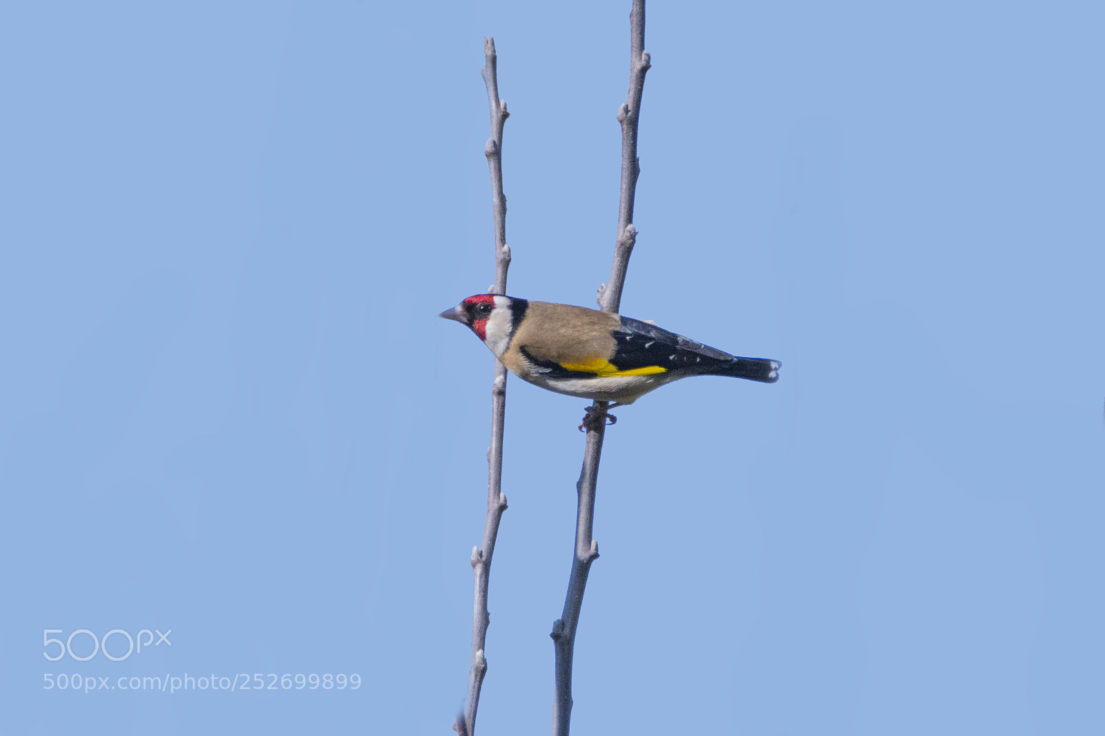 Nikon D500 sample photo. Goldfinch photography