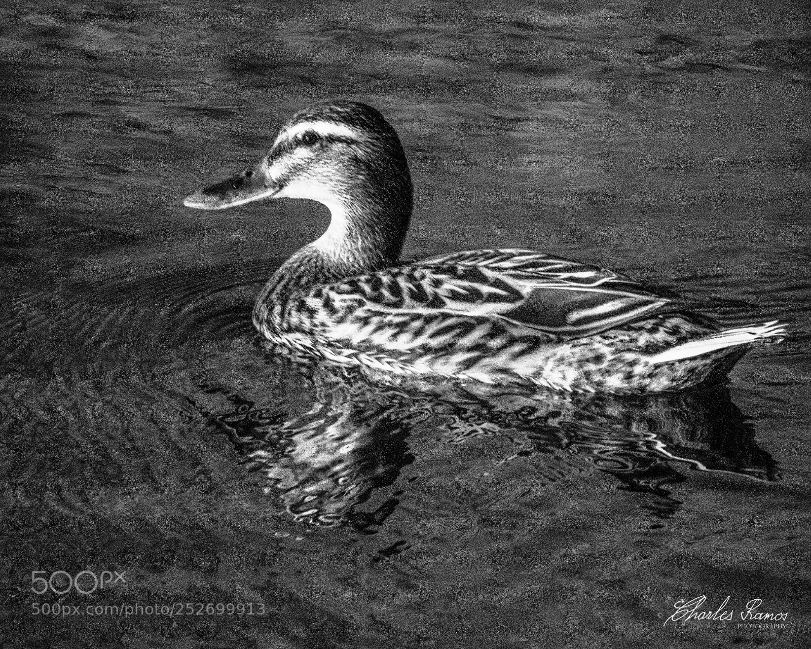 Nikon D500 sample photo. Un regard photography