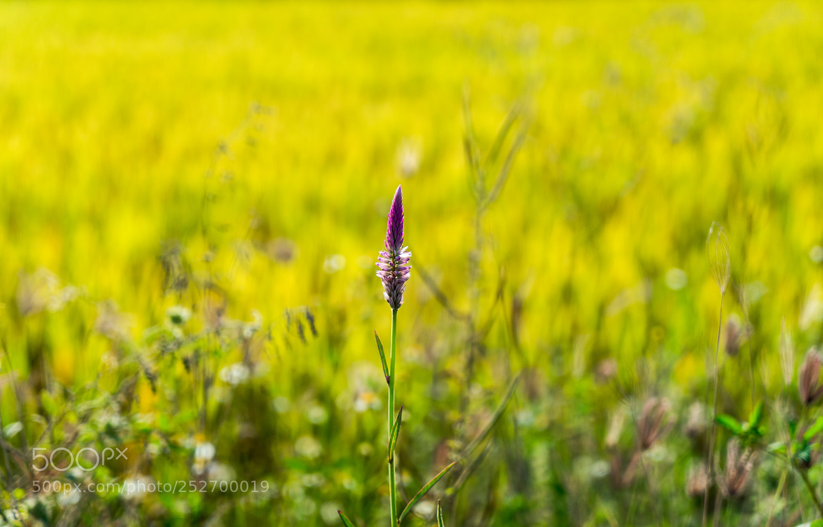 Sony a7 sample photo. Dsc photography