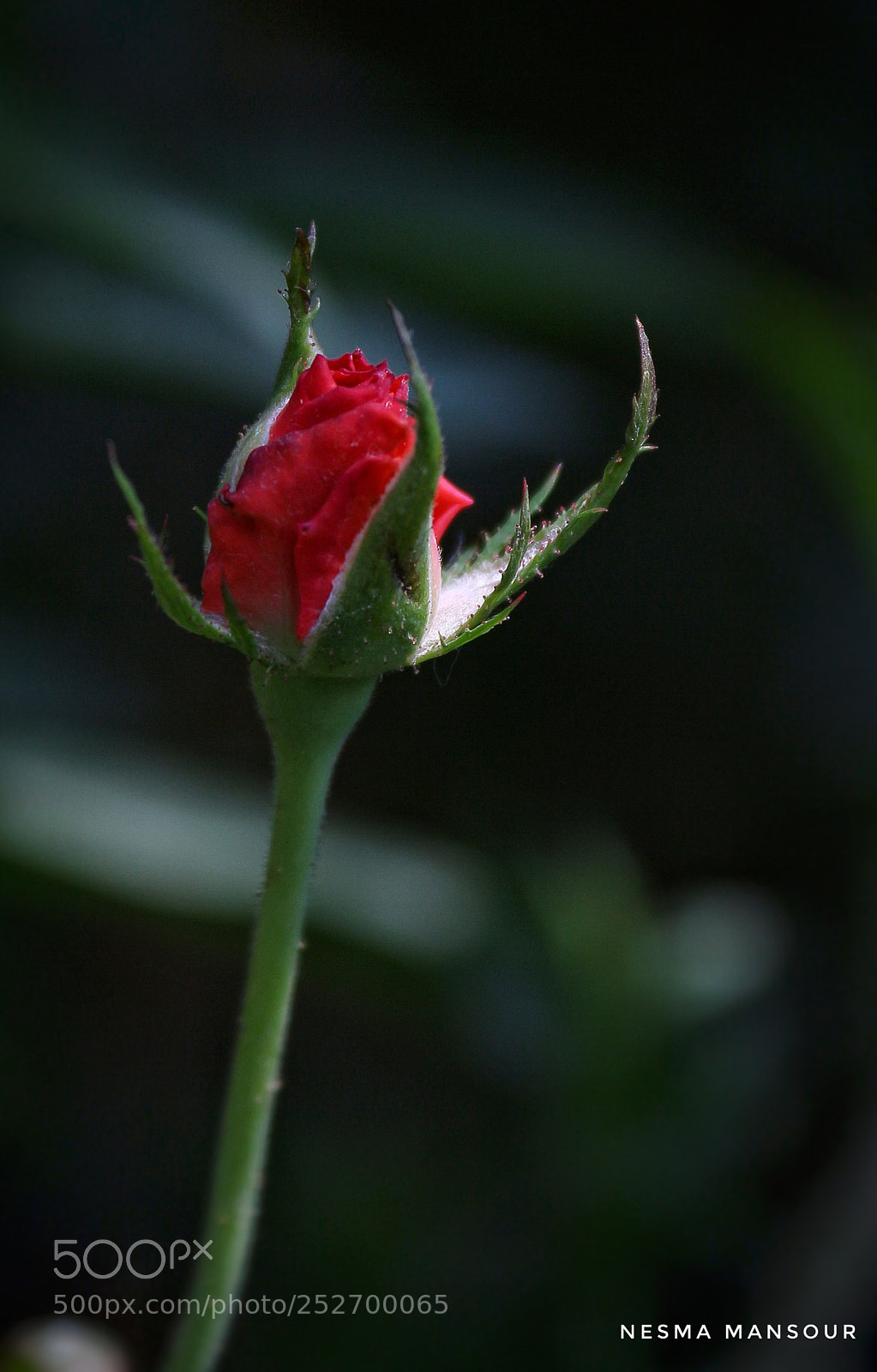 Canon EOS 700D (EOS Rebel T5i / EOS Kiss X7i) sample photo. Untitled photography