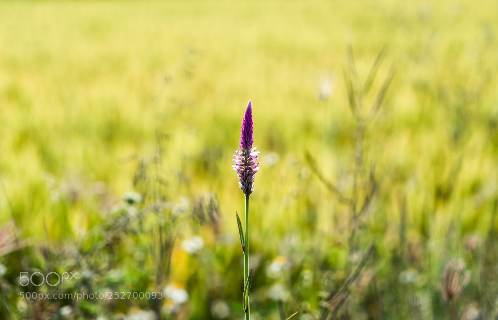 Sony a7 sample photo. Dsc photography