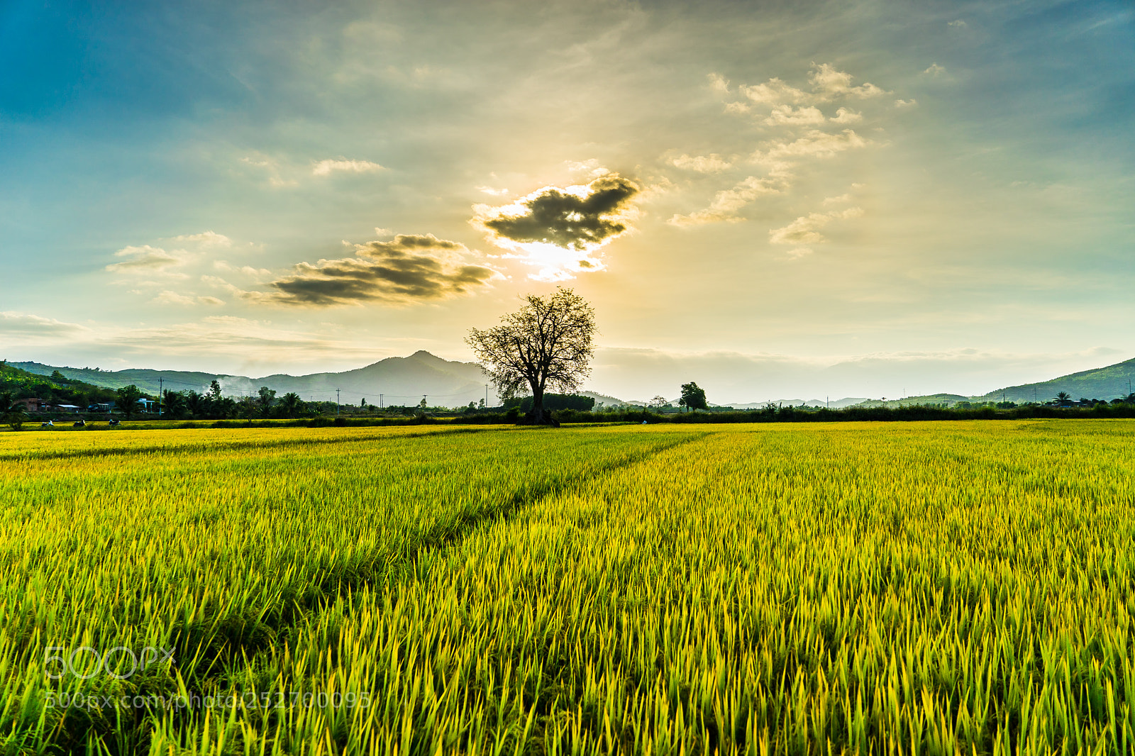 Sony a7 sample photo. Dsc photography