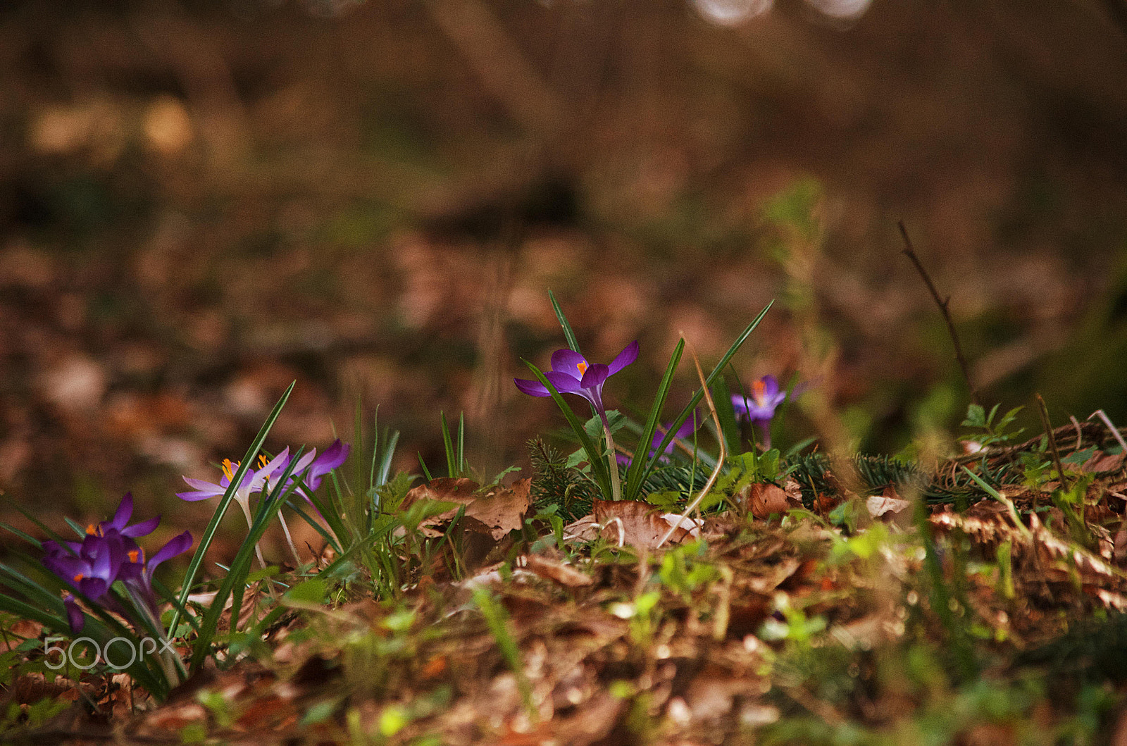 Nikon D5100 sample photo. Crocus 2018 photography