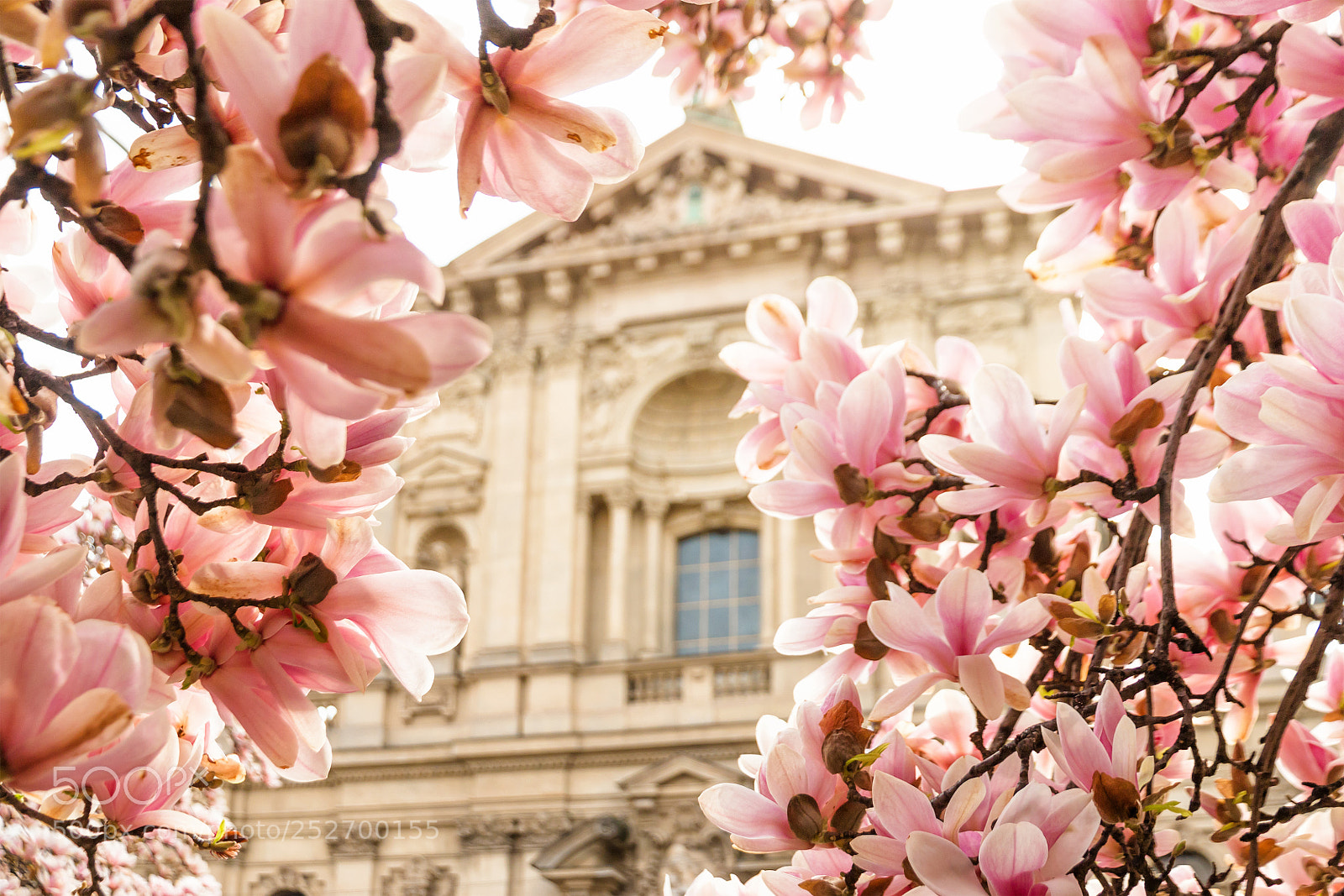 Canon EOS 70D sample photo. Blooming magnolia photography