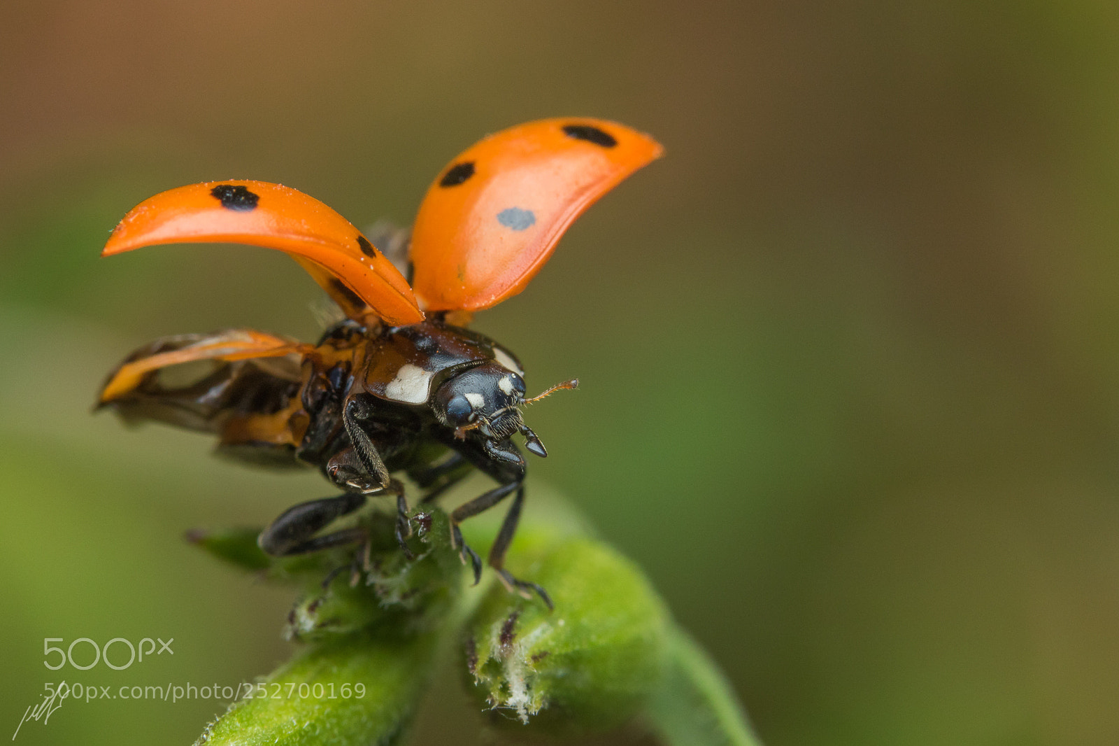 Canon EOS 7D Mark II sample photo. Seven-spot ladybird photography